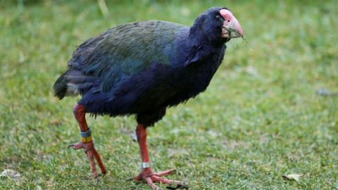 takahēs are living in habitats across New Zealand
