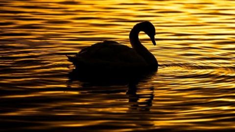 A swan is silhouetted in the ripples of water at sunrise.