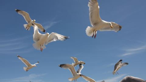 A picture of seven seagulls flying in the sky