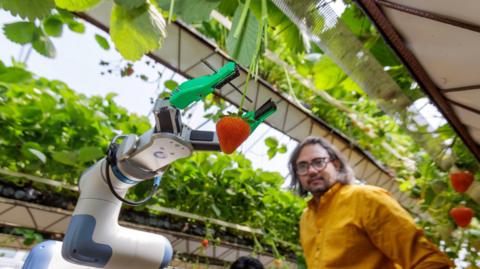 A close up picture of a robot hand picking a bright red strawberry while a man with a yellow shirt watches in the background
