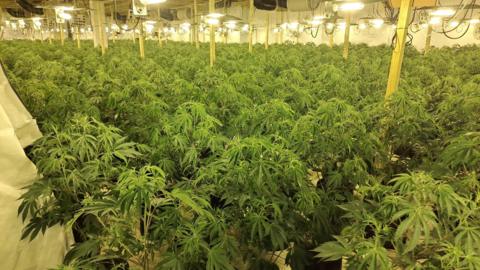 Hundreds of cannabis plants in a growing room in Mansfield 
