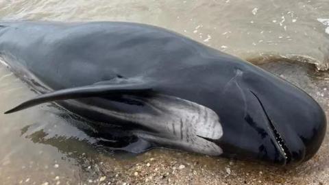 A dead whale on the Isle of Sheppey