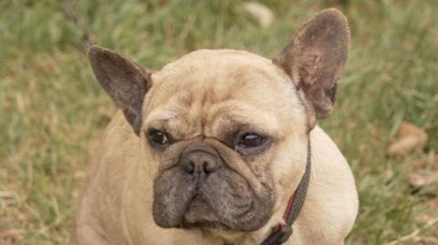 Moose the French bulldog pictured as he sits in a grass field. He is a light colour with some darker spots around his nose and ears.