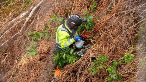 A contractor wearing protective clothing and a hard hat holds a spray bottle as he tackles rhododendron ponticum in the gorge.