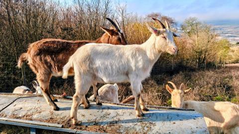 Four goats grazing at a conservation site.