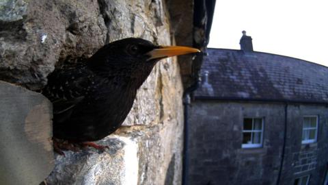 Head of bird poking out of nest in brick wall