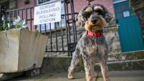 A dog looks at the camera outside a polling place in St Davids, Wales
