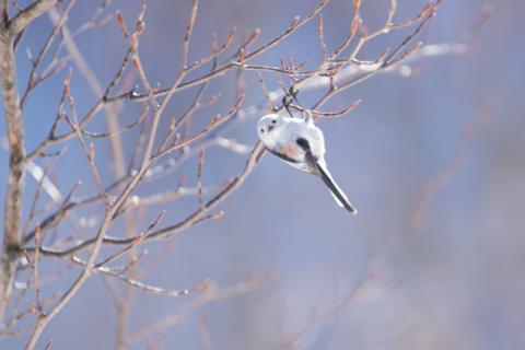 White 'snow fairy bird' hangs from a branch