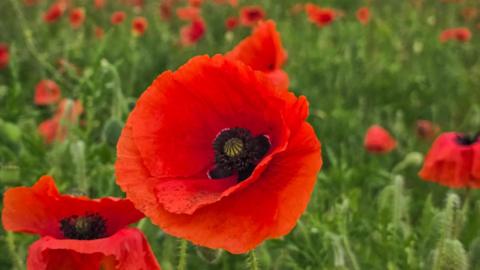 A bright red poppy in the centre of a field of poppies.