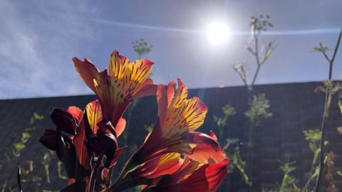 \A red and yellow day lilly in close up with a bright white sun in blue sky behind 