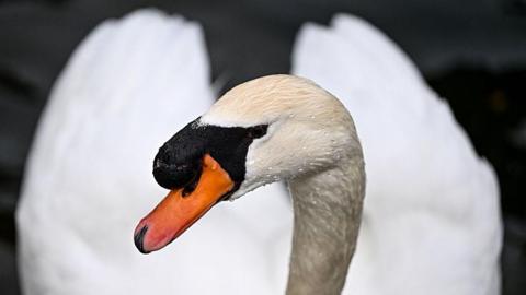 A close-up of a white swan with an orange beak