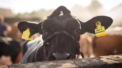 A close up of a cow is photographed at the Great Yorkshire Show