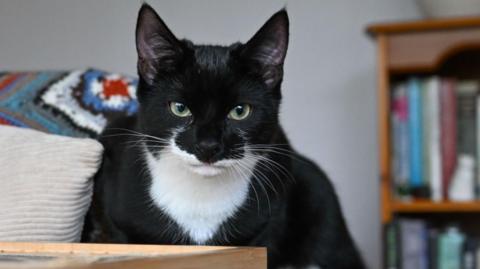 A black and white cat sits alert on the edge of a grey sofa, staring forward calmly, with bookshelves and a colourful blanket behind it.