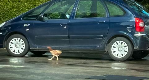 A chicken, with a reddish head, brown crest and neck and lighter, mottled body with black feathers on her tail. She is standing a car park grey pavement in front of a blue people carrier car 