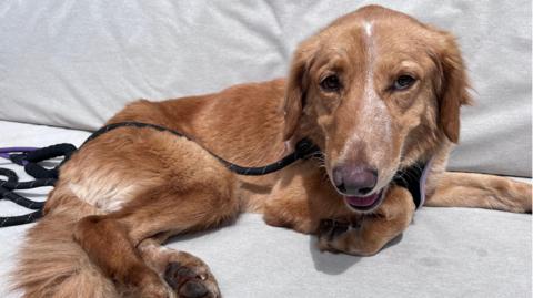 Amber looking happy after her rescue, sitting on a sofa, with a lead around her neck. 