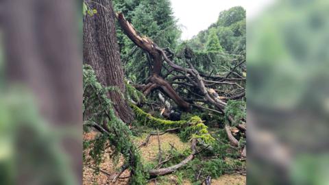 A large branch of a fir tree collapsed with smaller, linked branches and debris on the ground.