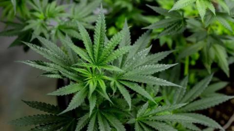 A close-up photo of green cannabis leaves with several cannabis plants around it and a dark background.