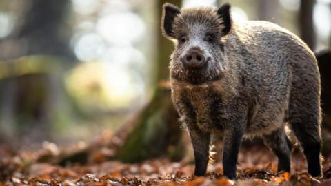 The boar is looking towards the camera. It is dark in colour and hair sticks up from the top of is head. The animal is standing among fallen leaves in a woodland.