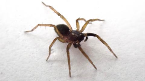 Undated handout photo issued by National Trust of a Aulonia albimana. 