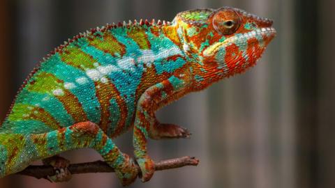 A multi-coloured chameleon of reds, blues and greens stands on a branch. The background is blurred.