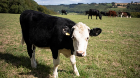 A black and white cow looking at the camera standing in a field with cows, hills, trees and sky in the backgroud.