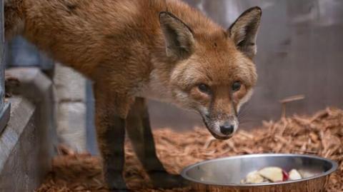 A fox looks directly at the camera, a bowl of food on the ground below him. 
