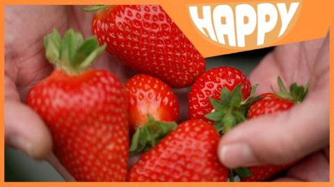 A handful of strawberries and the Happy News logo.