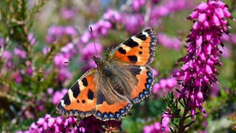 butterfly in a meadow