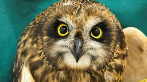 Close up of the owl 