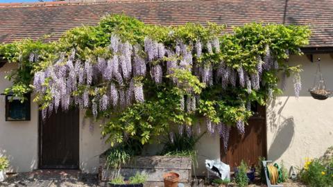 A healthy wisteria plant affixed to an external wall with sun shining on it.