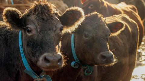 Two cows with blue collars