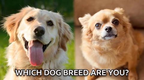 Personality quiz: Which dog breed are you?