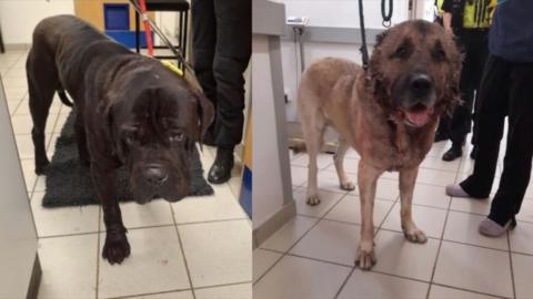 Two large dogs both shown in a vets room. One is dark brown and the other light, both show injuries.