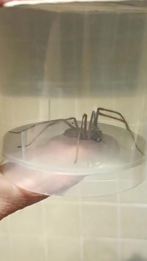 a giant house spider