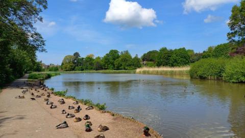 a river with dozens of ducks on the left hand pavement, with trees to the right and in the distance under a blue sky with some cloud