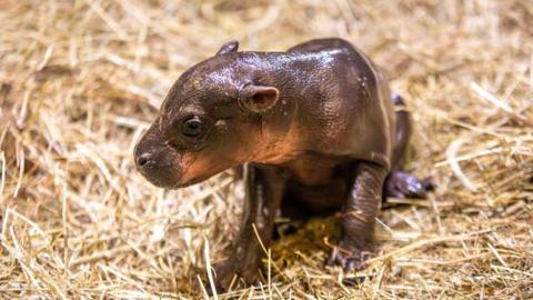 Endangered pygmy hippo calf sitting on straw while in its enclosure at Edinburgh Zoo.