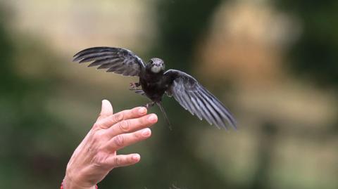 A fledgling swift takes flight from somebody's hand.