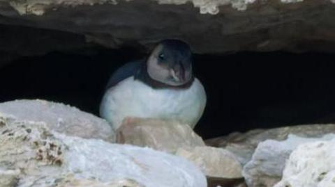 A small bird with a white chest and black head with white cheek and chinstrap sits hunched between a narrow gap in a grey rock face