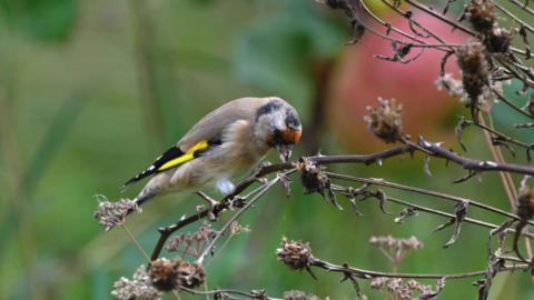 Goldfinch eating knapweed