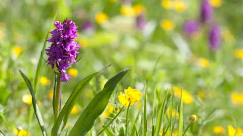 a purple flower is pictured in a wildflower meadow