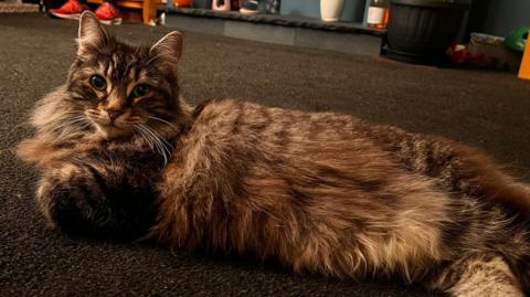 Nora a large cat laying on a carpet in a home in Elland
