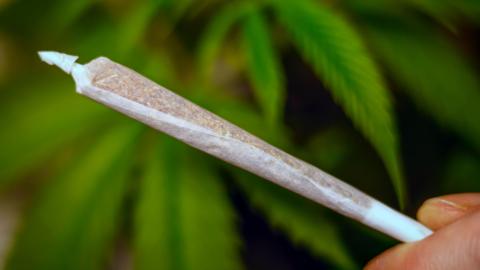 A joint of cannabis, which is a long thin tube of white paper which is fatter at one end and a brown ingredient can be seen inside, with large green plants in the background