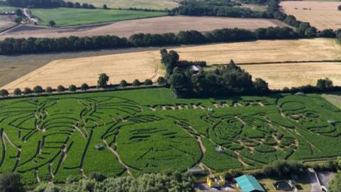 A green corn maze with a portrait of Sir David Attenborough carved into it surrounded by an elephant, tiger and gorilla.