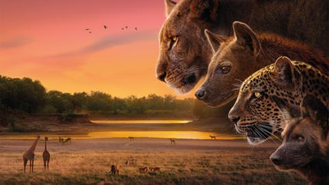 lion, cheetah, hyena and wild dog look out over a desert plain sunset