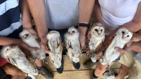 Five people, whose hands are pictured, can be seen holding the six white owlets.