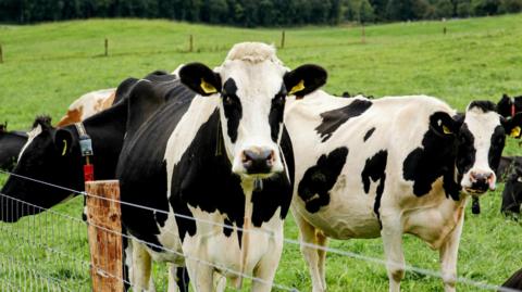 a group of black and white cows in a field. 