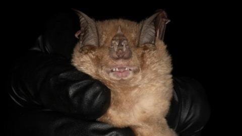 Close-up of a bat being gently held against a black background, with its wings partially folded around its face. The bat’s eyes are closed, small teeth are visible, and soft brown fur contrasts with the dark surroundings and black-gloved hands holding it.