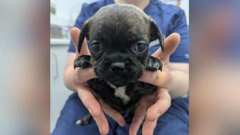 A healthcare worker wearing scrubs holds up one of the black puppies in the hands, with the puppy's paws resting on their finger and it is looking into the camera. 