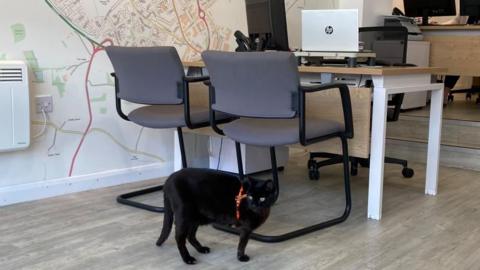 Salem, a small black cat, at the foot of some chairs and a table with a laptop on top of it.