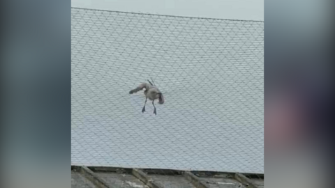 Gull stuck in net 